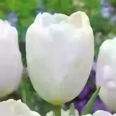 Hakuun